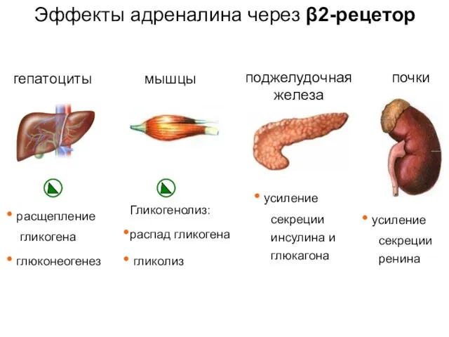 Эффекты адреналина через β2-рецетор гепатоциты расщепление гликогена глюконеогенез мышцы Гликогенолиз: распад гликогена