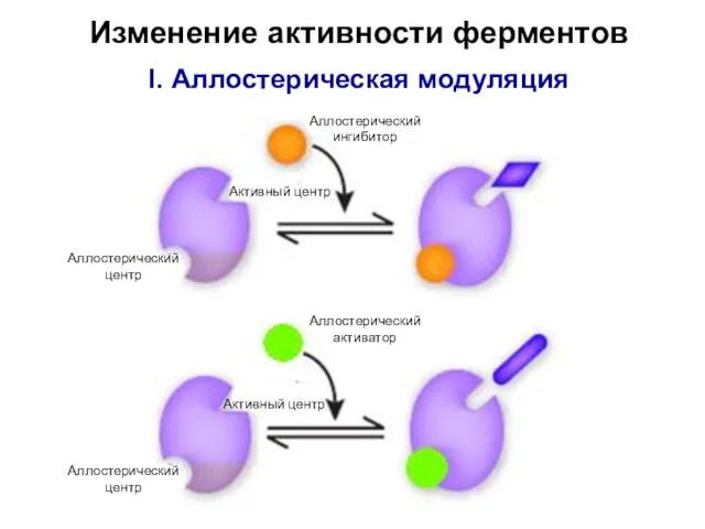 Изменение активности ферментов I. Аллостерическая модуляция