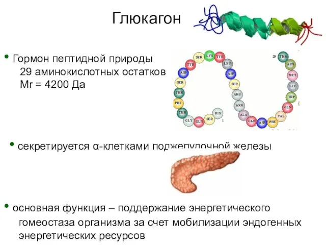 Глюкагон Гормон пептидной природы секретируется α-клетками поджелудочной железы основная функция – поддержание