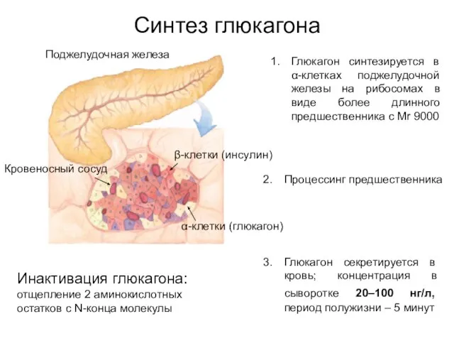 Синтез глюкагона Поджелудочная железа α-клетки (глюкагон) β-клетки (инсулин) Кровеносный сосуд Глюкагон синтезируется