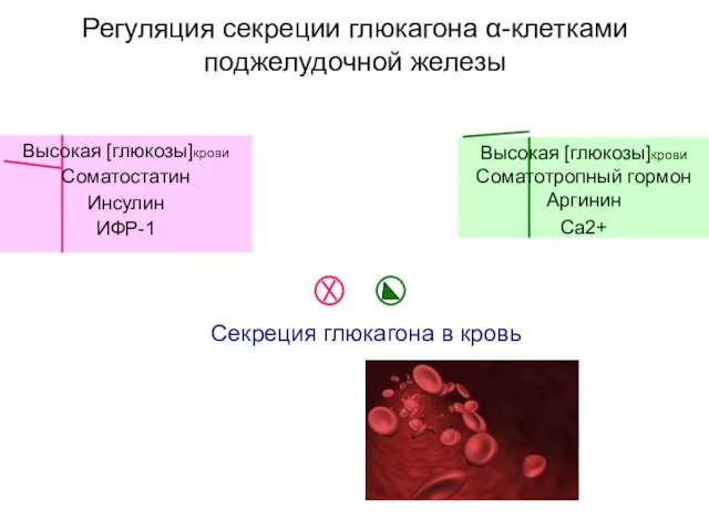 Регуляция секреции глюкагона α-клетками поджелудочной железы Секреция глюкагона в кровь Высокая [глюкозы]крови