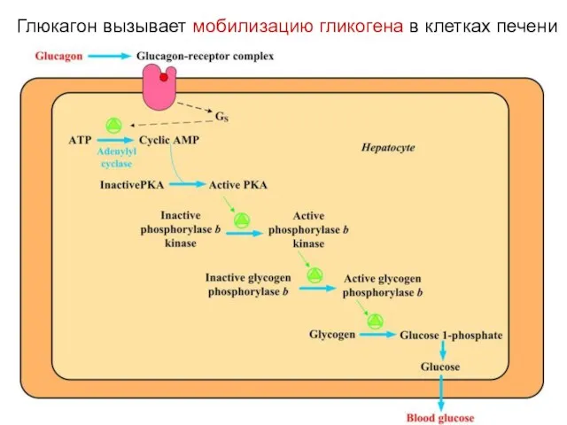 Глюкагон вызывает мобилизацию гликогена в клетках печени