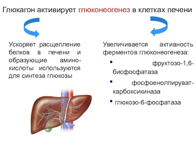 Глюкагон активирует глюконеогенез в клетках печени Ускоряет расщепление белков в печени и