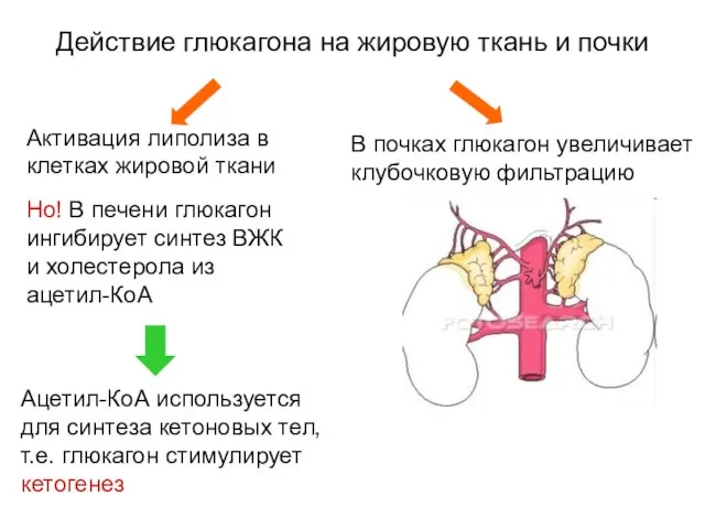 Действие глюкагона на жировую ткань и почки Активация липолиза в клетках жировой