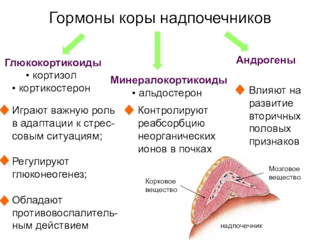 Гормоны коры надпочечников Глюкокортикоиды кортизол кортикостерон Минералокортикоиды альдостерон Андрогены Контролируют реабсорбцию неорганических