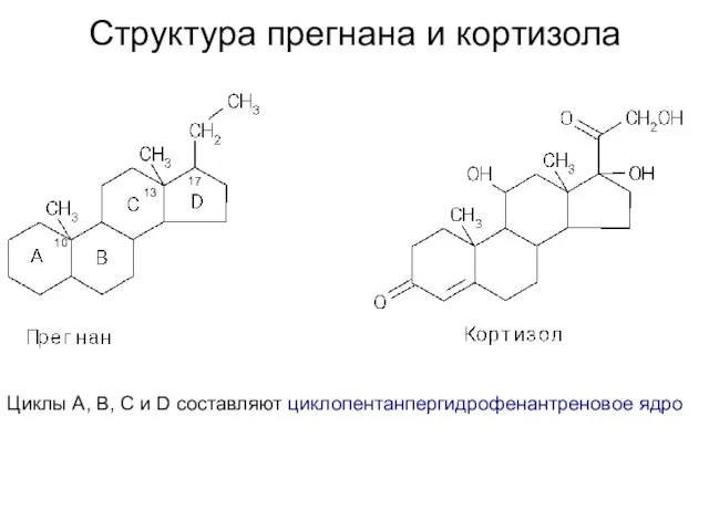 Структура прегнана и кортизола Циклы A, B, C и D составляют циклопентанпергидрофенантреновое ядро 10 13 17