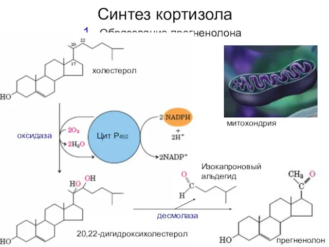 Синтез кортизола Образование прегненолона холестерол 20,22-дигидроксихолестерол Цит Р450 оксидаза прегненолон десмолаза Изокапроновый альдегид митохондрия