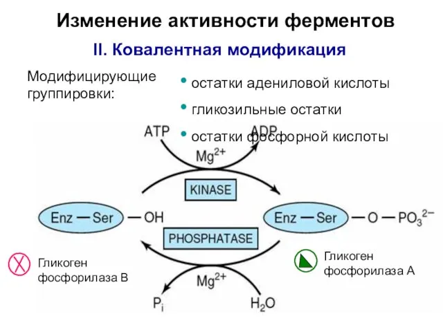 Изменение активности ферментов II. Ковалентная модификация Модифицирующие группировки: остатки адениловой кислоты гликозильные