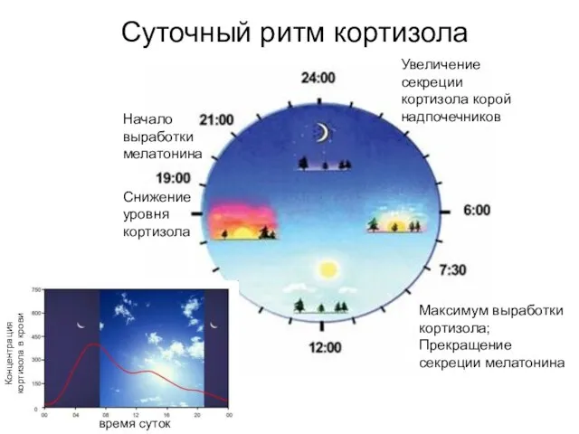 Суточный ритм кортизола Концентрация кортизола в крови время суток