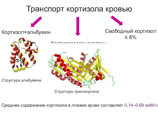 Транспорт кортизола кровью Кортизол+транскортин Кортизол+альбумин Свободный кортизол ≤ 8% Структура транскортина Среднее