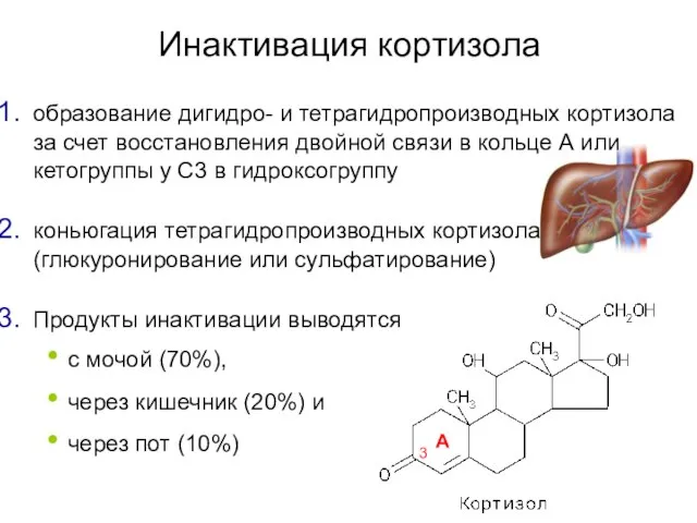 Инактивация кортизола образование дигидро- и тетрагидропроизводных кортизола за счет восстановления двойной связи