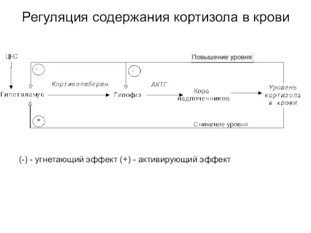 Регуляция содержания кортизола в крови (-) - угнетающий эффект (+) - активирующий эффект