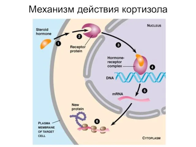 Механизм действия кортизола