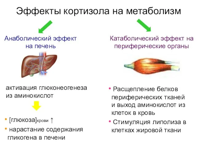 Эффекты кортизола на метаболизм Анаболический эффект на печень Катаболический эффект на периферические