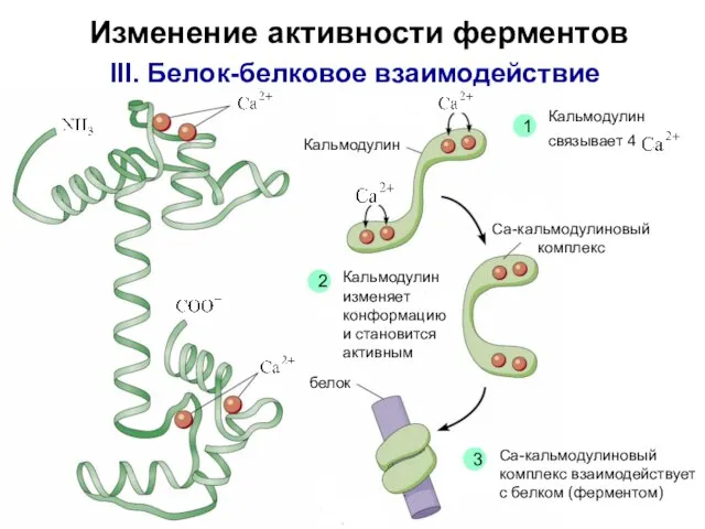 Изменение активности ферментов III. Белок-белковое взаимодействие Кальмодулин изменяет конформацию и становится активным