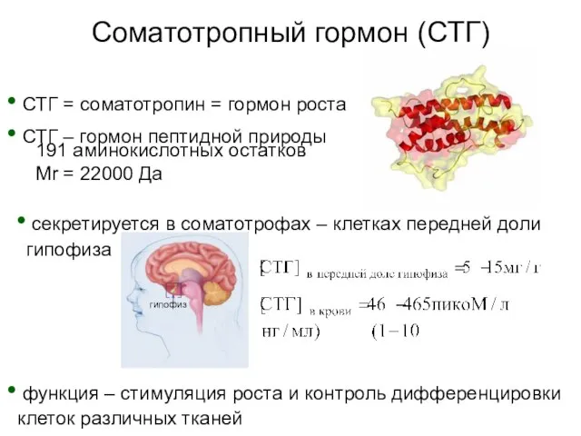 Соматотропный гормон (СТГ) СТГ = соматотропин = гормон роста секретируется в соматотрофах