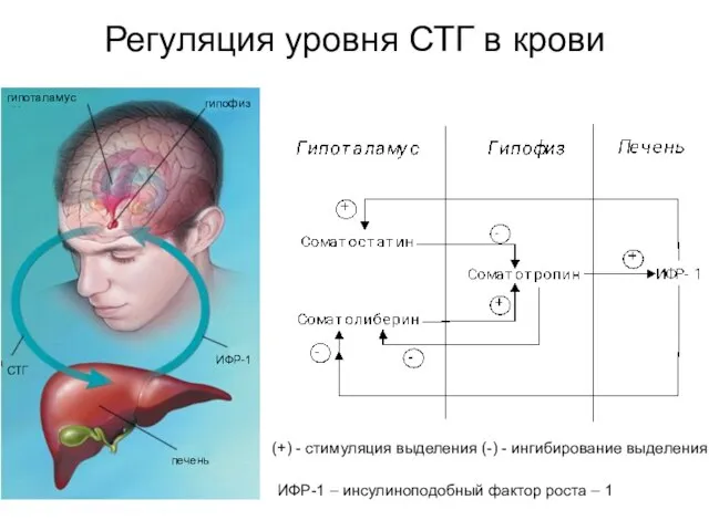 Регуляция уровня СТГ в крови гипоталамус гипофиз печень ИФР-1 СТГ (+) -