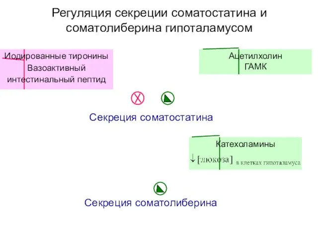 Регуляция секреции соматостатина и соматолиберина гипоталамусом Секреция соматостатина Секреция соматолиберина Иодированные тиронины