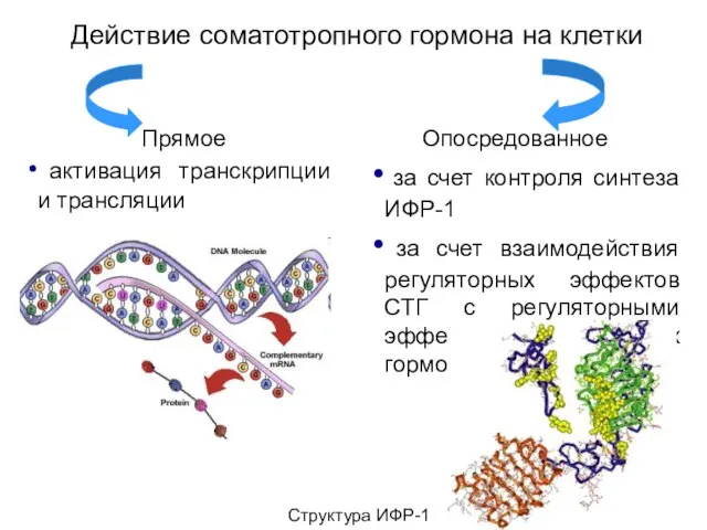 Действие соматотропного гормона на клетки Прямое активация транскрипции и трансляции Опосредованное за