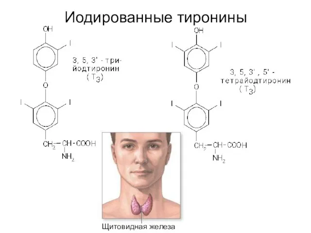 Иодированные тиронины Щитовидная железа