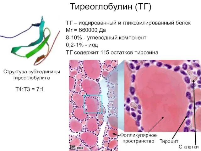 Тиреоглобулин (ТГ) ТГ – иодированный и гликозилированный белок Mr = 660000 Да