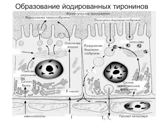 Образование йодированных тиронинов Фолликулярное пространство Пиноцитоз йодтиреоглобулина Иодирование тиреоглобулина аминокислоты I -насос