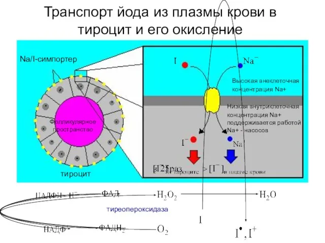 Транспорт йода из плазмы крови в тироцит и его окисление тироцит Na/I-симпортер