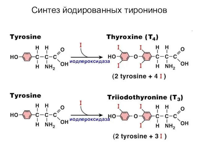Синтез йодированных тиронинов иодпероксидаза иодпероксидаза