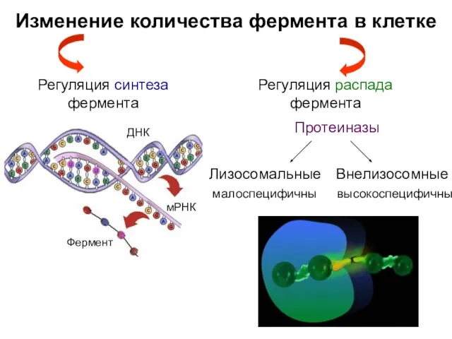 Изменение количества фермента в клетке Регуляция синтеза фермента Регуляция распада фермента Фермент