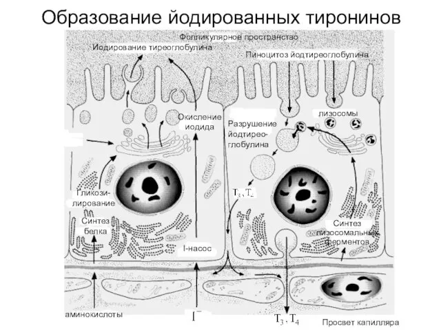 Образование йодированных тиронинов Фолликулярное пространство Пиноцитоз йодтиреоглобулина Иодирование тиреоглобулина аминокиcлоты I-насос Синтез