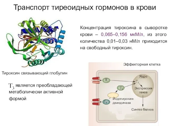 Транспорт тиреоидных гормонов в крови Тироксин связывающий глобулин Концентрация тироксина в сыворотке