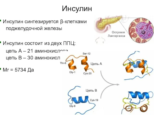 Инсулин Инсулин состоит из двух ППЦ: цепь А – 21 аминокислота цепь