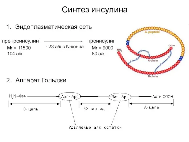 Синтез инсулина Эндоплазматическая сеть Аппарат Гольджи препроинсулин проинсулин Mr = 11500 104