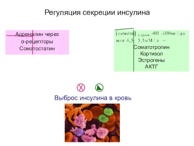 Регуляция секреции инсулина Выброс инсулина в кровь Адреналин через α-рецепторы Соматостатин Соматотропин Кортизол Эстрогены АКТГ