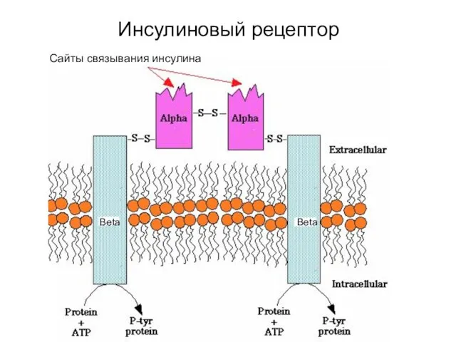 Инсулиновый рецептор Beta Beta Сайты связывания инсулина