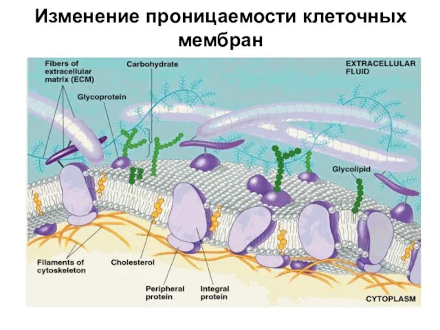 Изменение проницаемости клеточных мембран