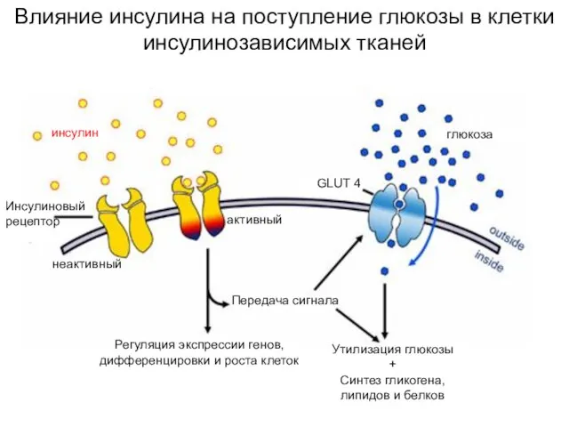 Влияние инсулина на поступление глюкозы в клетки инсулинозависимых тканей инсулин Инсулиновый рецептор