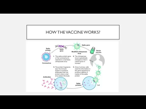 HOW THE VACCINE WORKS?