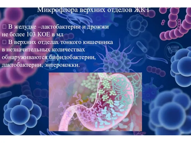 Микрофлора верхних отделов ЖКТ  В желудке –лактобактерии и дрожжи не более