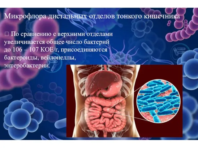 Микрофлора дистальных отделов тонкого кишечника  По сравнению с верхними отделами увеличивается