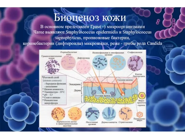 В основном представлен Грам(+) микроорганизмами Чаще выявляют Staphylococcus epidermidis и Staphylococcus saprophyticus,