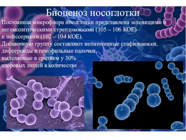 Биоценоз носоглотки Постоянная микрофлора носоглотки представлена зеленящими и негемолитическими стрептококками (105 –