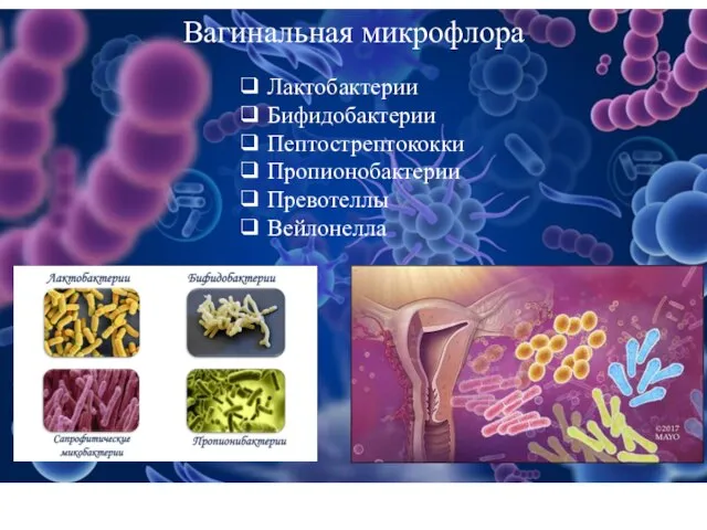 Вагинальная микрофлора ❑ Лактобактерии ❑ Бифидобактерии ❑ Пептострептококки ❑ Пропионобактерии ❑ Превотеллы ❑ Вейлонелла