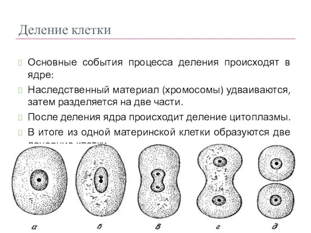 Деление клетки Основные события процесса деления происходят в ядре: Наследственный материал (хромосомы)