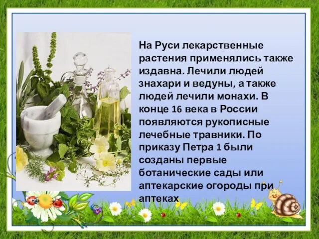 На Руси лекарственные растения применялись также издавна. Лечили людей знахари и ведуны,