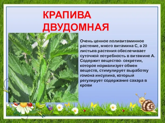 КРАПИВА ДВУДОМНАЯ Очень ценное поливитаминное растение, много витамина С, а 20 листьев