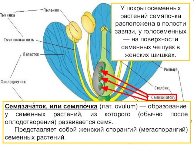 У покрытосеменных растений семяпочка расположена в полости завязи, у голосеменных — на