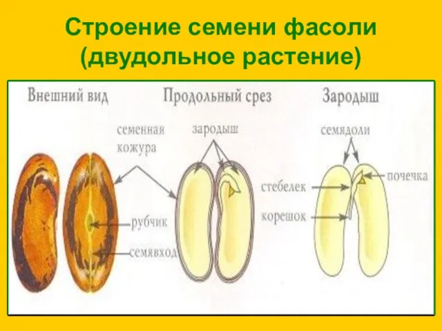 Строение семени фасоли (двудольное растение)