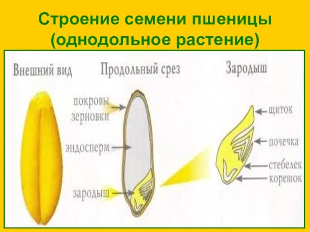 Строение семени пшеницы (однодольное растение)