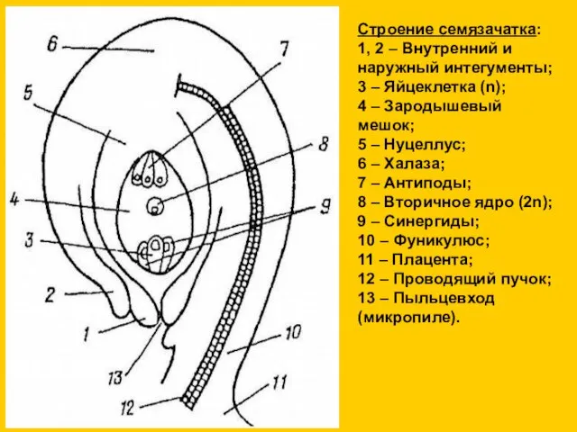 Строение семязачатка: 1, 2 – Внутренний и наружный интегументы; 3 – Яйцеклетка